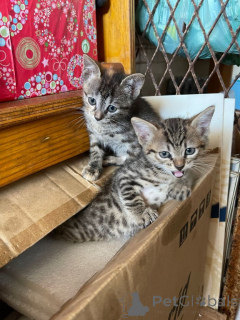 Foto №2 zu Ankündigung № 161096 zu verkaufen europäisch kurzhaar - einkaufen Schweden züchter