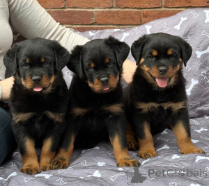 Foto №1. rottweiler - zum Verkauf in der Stadt Hamburg | verhandelt | Ankündigung № 175173