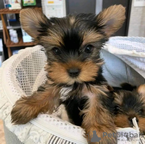 Foto №2 zu Ankündigung № 118389 zu verkaufen yorkshire terrier - einkaufen Niederlande züchter