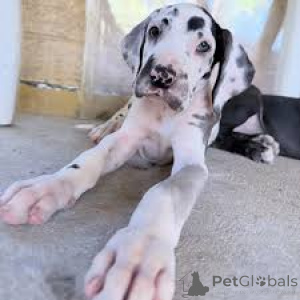 Foto №2 zu Ankündigung № 164703 zu verkaufen deutsche dogge - einkaufen Finnland quotient 	ankündigung, züchter