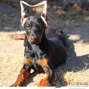 Foto №3. Schöne Dobermann-Welpen abzugeben. (FCI Ahnentafel). Deutschland