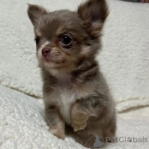 Foto №1. mischlingshund - zum Verkauf in der Stadt Paris | verhandelt | Ankündigung № 167149