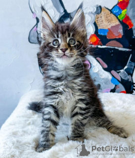 Foto №1. maine-coon-katze - zum Verkauf in der Stadt New York | 237€ | Ankündigung № 114859