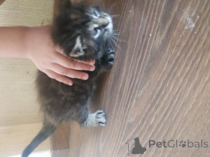 Foto №1. maine-coon-katze - zum Verkauf in der Stadt Chisinau | 500€ | Ankündigung № 145288