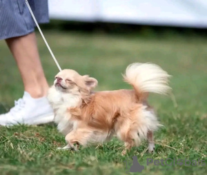 Foto №4. Ich werde verkaufen chihuahua in der Stadt Paris. züchter - preis - verhandelt