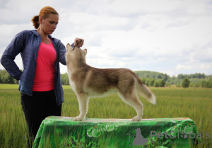 Foto №1. siberian husky - zum Verkauf in der Stadt St. Petersburg | verhandelt | Ankündigung № 7203