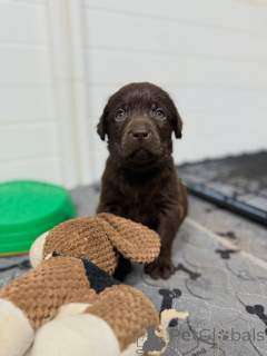 Foto №1. labrador retriever - zum Verkauf in der Stadt München | verhandelt | Ankündigung № 171252