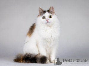 Foto №3. Liebevolle Zone, Teenager Kätzchen, Mädchen, Dreiblütiger.. Russische Föderation