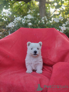 Foto №1. west highland white terrier - zum Verkauf in der Stadt Krapkowice | 2500€ | Ankündigung № 62249