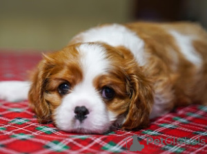 Foto №2 zu Ankündigung № 93587 zu verkaufen cavalier king charles spaniel - einkaufen Deutschland quotient 	ankündigung