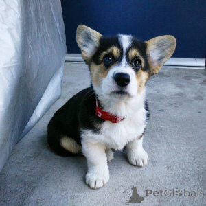 Foto №1. welsh corgi - zum Verkauf in der Stadt Silkeborg | 1600€ | Ankündigung № 168443