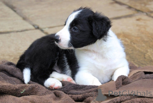 Foto №1. border collie - zum Verkauf in der Stadt Mlada Boleslav | 1200€ | Ankündigung № 172829