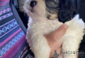 Foto №2 zu Ankündigung № 127099 zu verkaufen shih tzu - einkaufen Deutschland quotient 	ankündigung