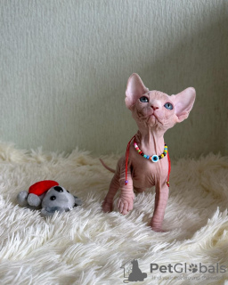 Foto №2 zu Ankündigung № 43820 zu verkaufen sphynx-katze - einkaufen USA quotient 	ankündigung