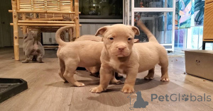 Foto №2 zu Ankündigung № 140370 zu verkaufen american bully - einkaufen Deutschland quotient 	ankündigung, züchter
