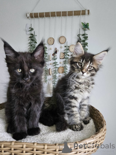 Foto №1. maine-coon-katze - zum Verkauf in der Stadt München | verhandelt | Ankündigung № 177874
