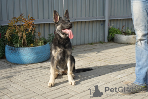 Foto №2 zu Ankündigung № 7964 zu verkaufen osteuropäischer schäferhund - einkaufen Russische Föderation vom kindergarten