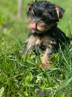 Zusätzliche Fotos: Wunderschöne Miniatur-Yorkshire-Terrier-Welpen