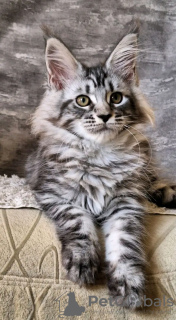 Foto №2 zu Ankündigung № 118292 zu verkaufen maine-coon-katze - einkaufen USA quotient 	ankündigung