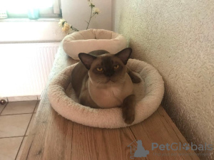 Foto №3. Burma kitten verkaufen. Deutschland