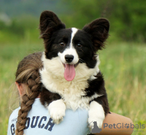 Foto №4. Ich werde verkaufen welsh corgi in der Stadt New York. quotient 	ankündigung, vom kindergarten, züchter - preis - 1230€