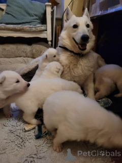 Foto №2 zu Ankündigung № 158938 zu verkaufen deutscher schäferhund - einkaufen Montenegro quotient 	ankündigung