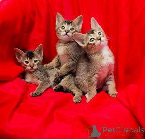 Foto №1. abessinierkatze - zum Verkauf in der Stadt Aachen | 350€ | Ankündigung № 173276