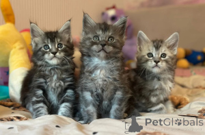Foto №1. maine-coon-katze - zum Verkauf in der Stadt Heidelberg | 350€ | Ankündigung № 173918