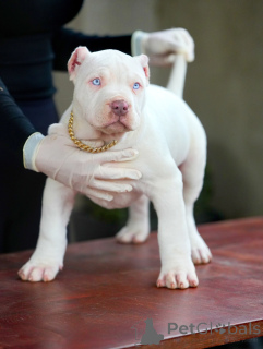 Foto №2 zu Ankündigung № 159137 zu verkaufen american pit bull terrier - einkaufen Deutschland quotient 	ankündigung