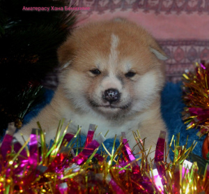 Foto №4. Ich werde verkaufen akita in der Stadt St. Petersburg. vom kindergarten - preis - 704€