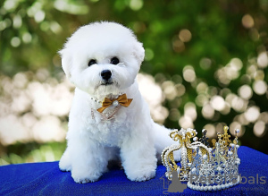 Foto №4. Ich werde verkaufen bichon frisé in der Stadt Belgrad. züchter - preis - verhandelt