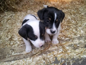 Foto №1. jack russell terrier - zum Verkauf in der Stadt Манчестер | 350€ | Ankündigung № 13483