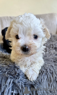 Foto №3. Maltipoo-Welpe. USA