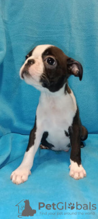 Foto №3. Boston Terrier. Serbien