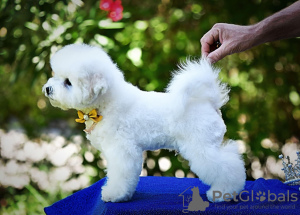 Zusätzliche Fotos: Bichon Frise Welpe zu verkaufen