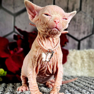 Foto №1. sphynx-katze - zum Verkauf in der Stadt Gefällt mir | verhandelt | Ankündigung № 169476
