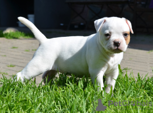 Foto №3. Amerikanische Bulldoggenwelpen. Weißrussland