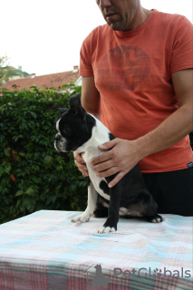 Foto №1. boston terrier - zum Verkauf in der Stadt Belgrad | verhandelt | Ankündigung № 77212