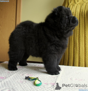 Foto №3. Chow-Chow-Welpen. Schweden