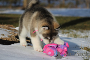 Foto №3. Wunderschöne AKC-registrierte Alaskan Malamute-Welpen. Slowenien