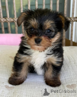 Foto №2 zu Ankündigung № 169346 zu verkaufen yorkshire terrier - einkaufen Tschechische Republik züchter