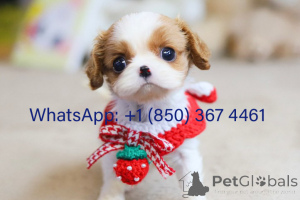 Foto №1. cavalier king charles spaniel - zum Verkauf in der Stadt Chicago | verhandelt | Ankündigung № 153194