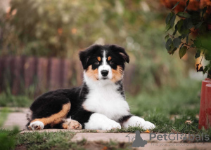 Foto №3. Australian Shepherd (Aussie)-Welpen. Russische Föderation