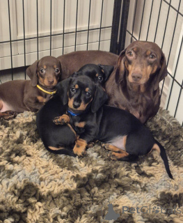 Foto №2 zu Ankündigung № 137196 zu verkaufen mischlingshund - einkaufen Österreich züchter