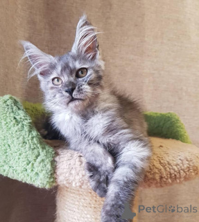 Foto №3. Maine Coon Kätzchen mit Stammbaum. Deutschland