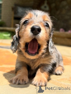 Foto №3. Dackelwelpen nach Hause. Schweiz