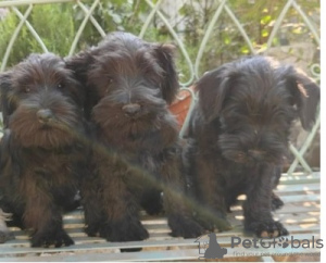 Zusätzliche Fotos: Zwergschnauzer-Welpen mit ausgezeichnetem Stammbaum