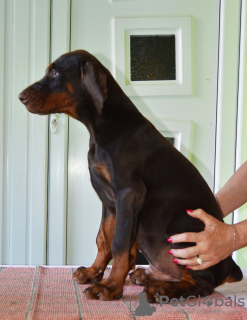 Foto №3. Dobermann BESTE Welpen. Serbien