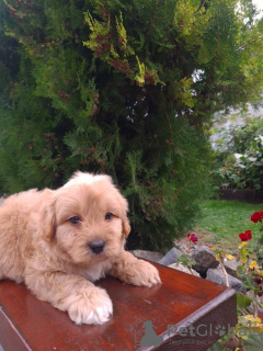 Foto №4. Ich werde verkaufen golden retriever in der Stadt Vilovo. züchter - preis - 300€