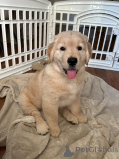 Foto №3. Schöne Golden Retriever Welpen. Luxemburg